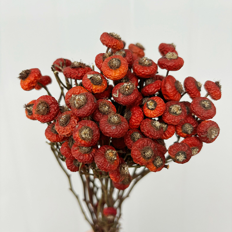 10pcs/Bunch Dried Rose Hip Ber - Dried Flower Bunch review and price