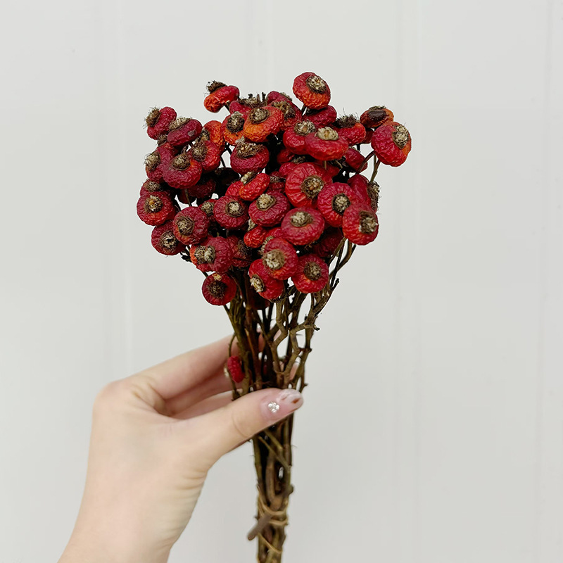 10pcs/Bunch Dried Rose Hip Ber - Dried Flower Bunch review and price