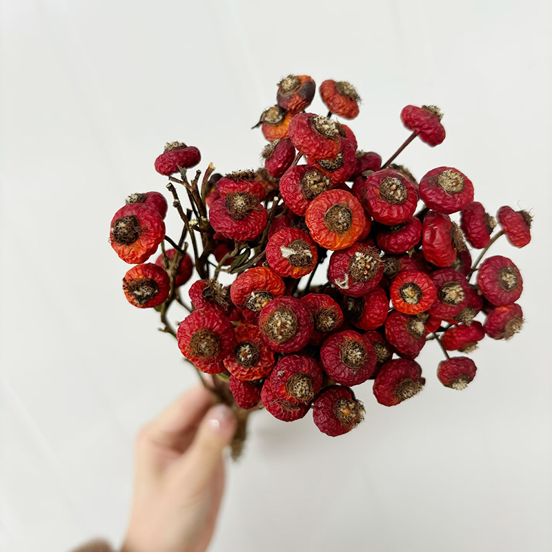 10pcs/Bunch Dried Rose Hip Ber - Dried Flower Bunch review and price