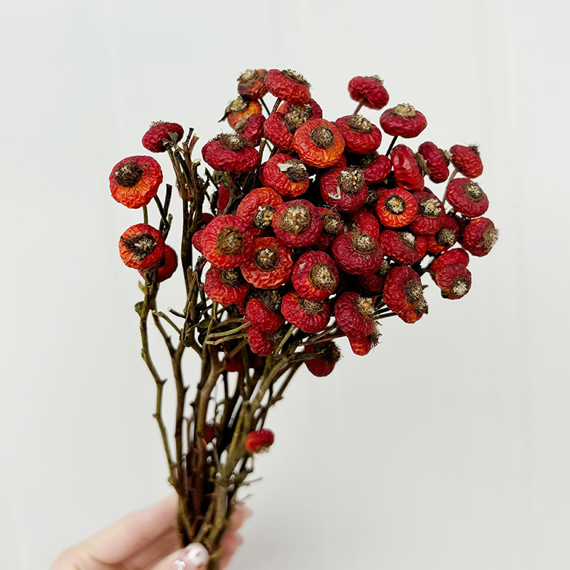 10pcs/Bunch Dried Rose Hip Ber - Dried Flower Bunch review and price