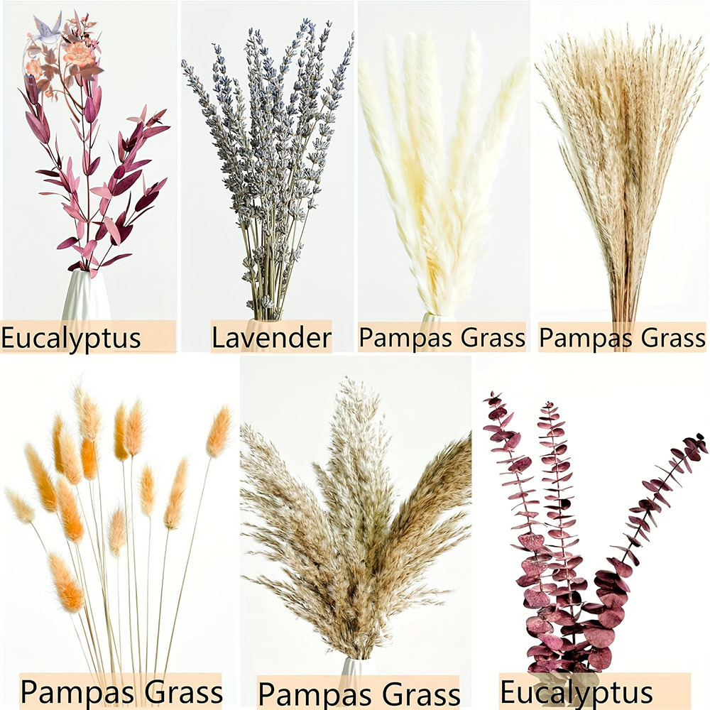 75PCS Dried Pampas Eucalyptus  - Dried Flower Bunch review and price