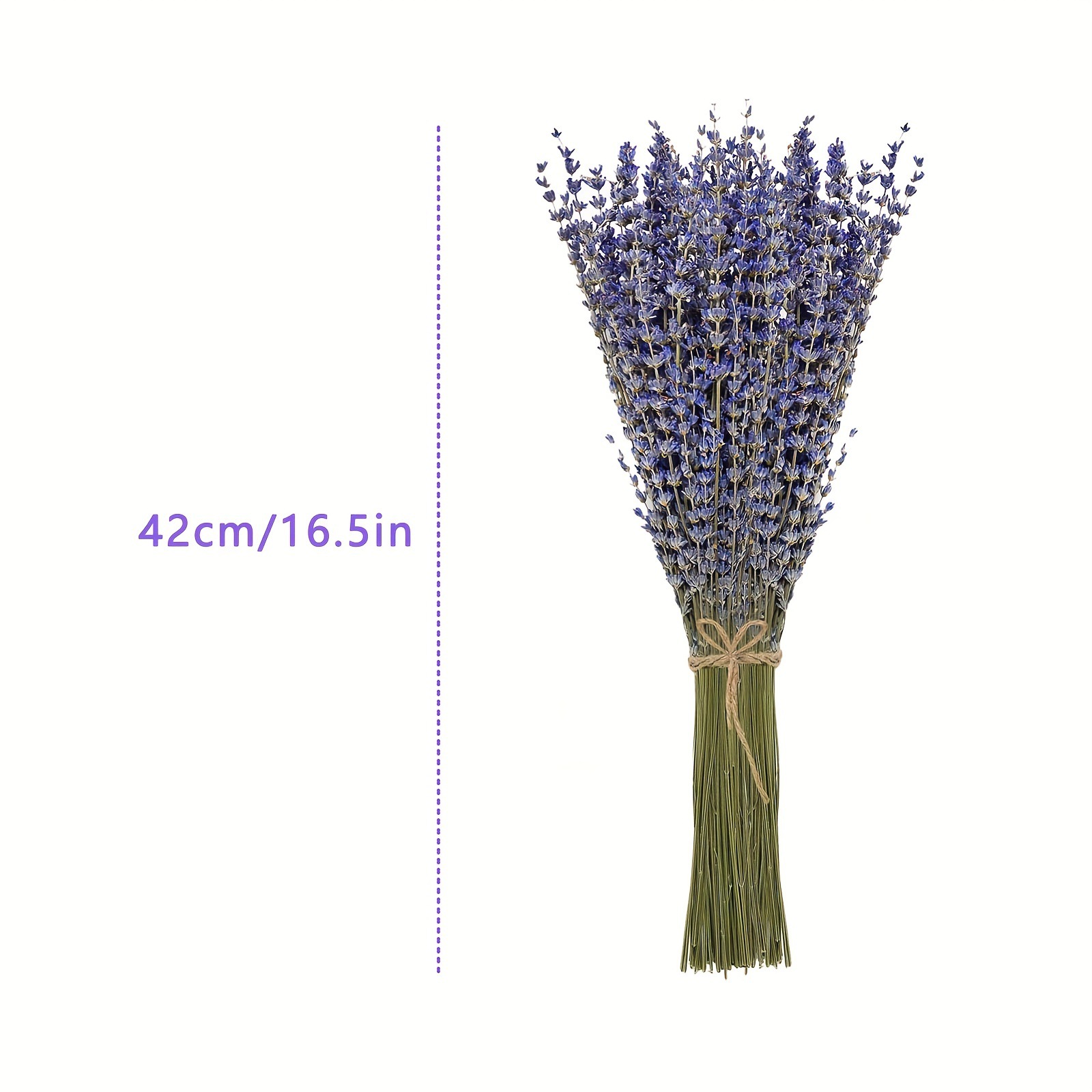 200pcs/Bunch Lavender Dried Fl - Dried Flower Bunch review and price