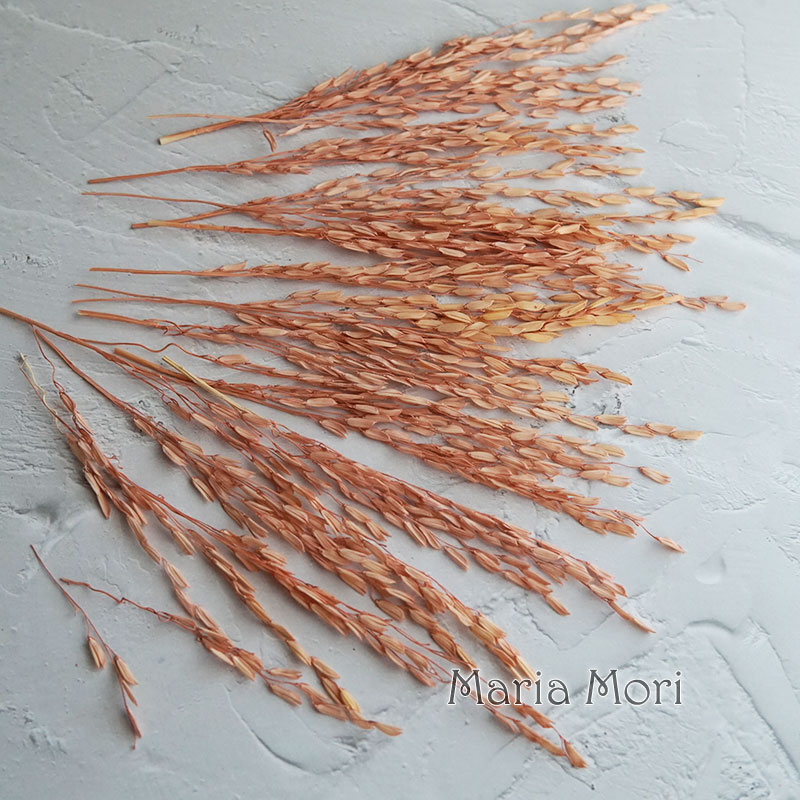 5g/Broomcorn Dyed Dried Nature - Dried Flower Bunch review and price