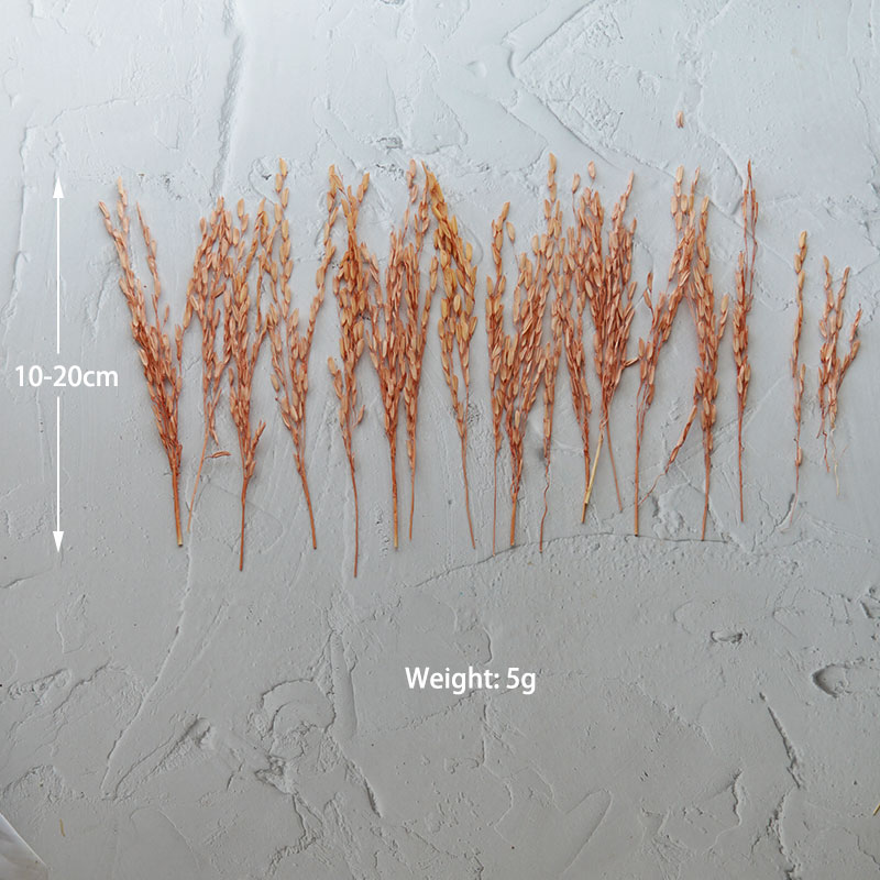5g/Broomcorn Dyed Dried Nature - Dried Flower Bunch review and price