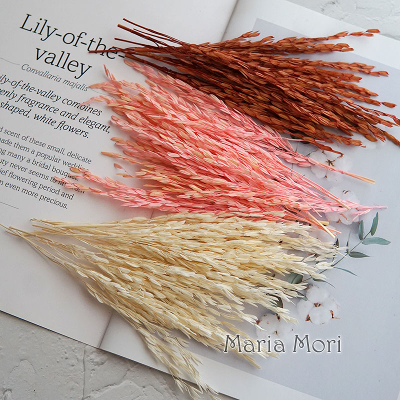 5g/Broomcorn Dyed Dried Nature - Dried Flower Bunch review and price