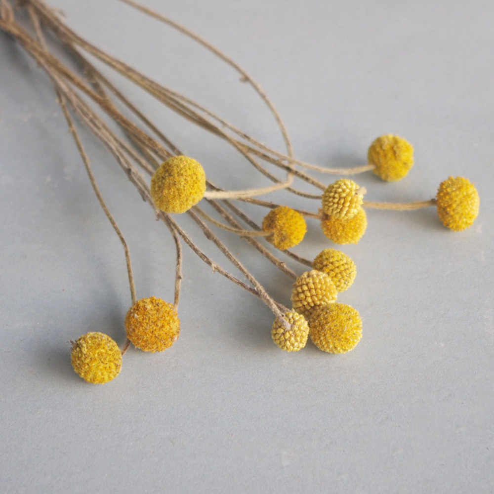 20pcs Natural dried Craspedia  - Dried Flower Bunch review and price