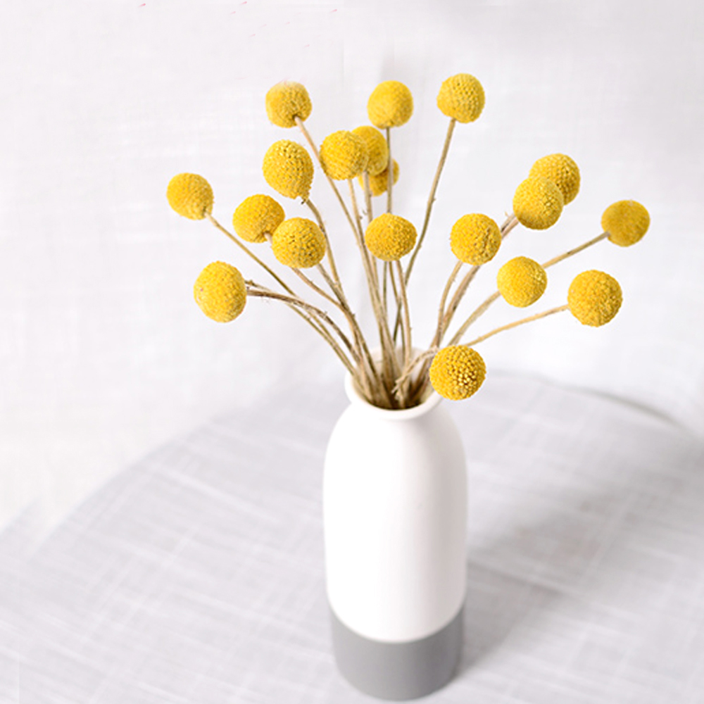 20pcs Natural dried Craspedia  - Dried Flower Bunch review and price