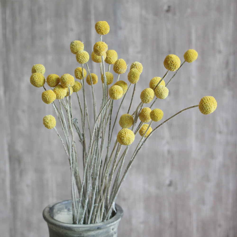 20pcs Natural dried Craspedia  - Dried Flower Bunch review and price