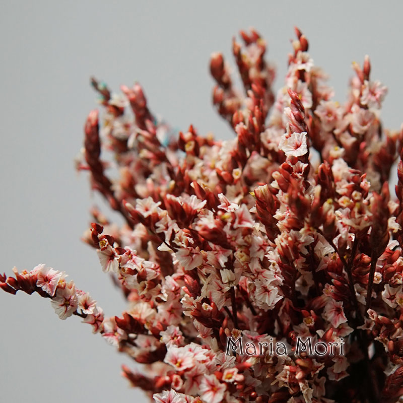 5g/ Colorful Dired Preserved C - Dried Flower Bunch review and price