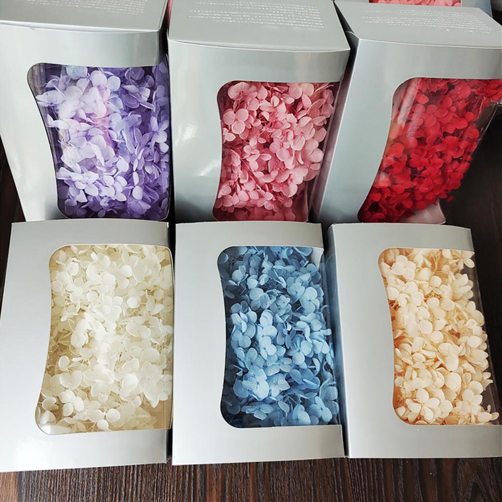 1 Box Hydrangea Dried Flowers  - Dried Flower Bunch review and price