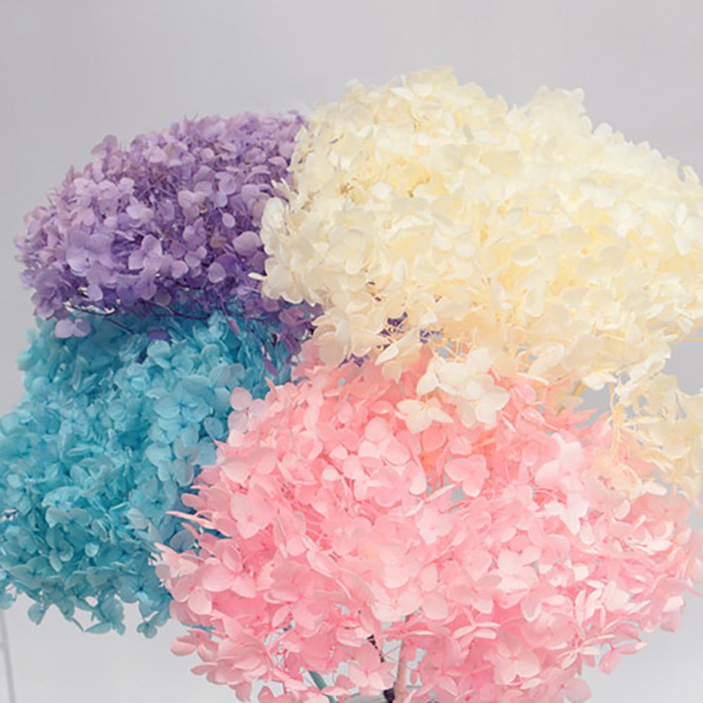 1 Box Hydrangea Dried Flowers  - Dried Flower Bunch review and price