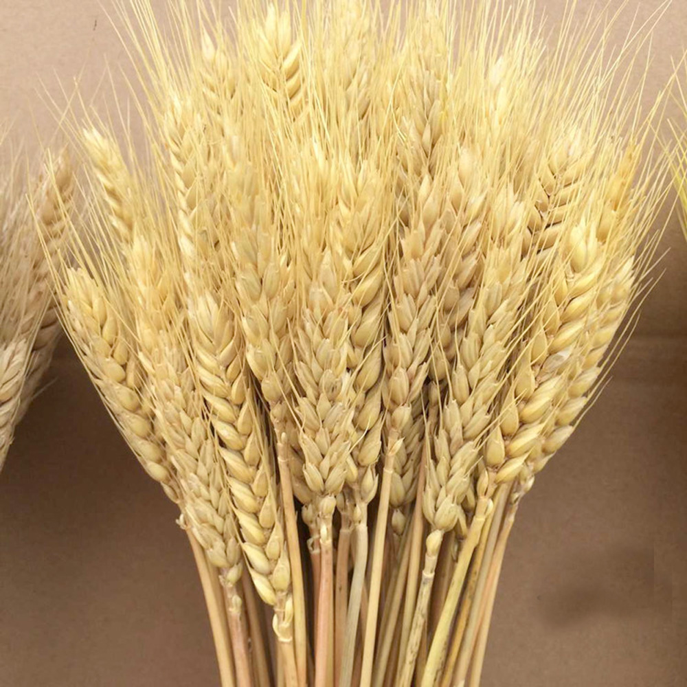 50pcs natural dried flower bou - Dried Flower Bunch review and price