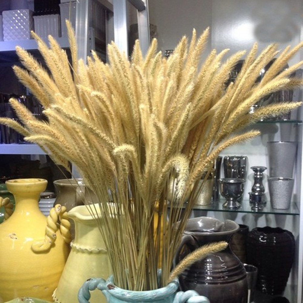 200pcs natural dried Lagurus o - Dried Flower Bunch review and price