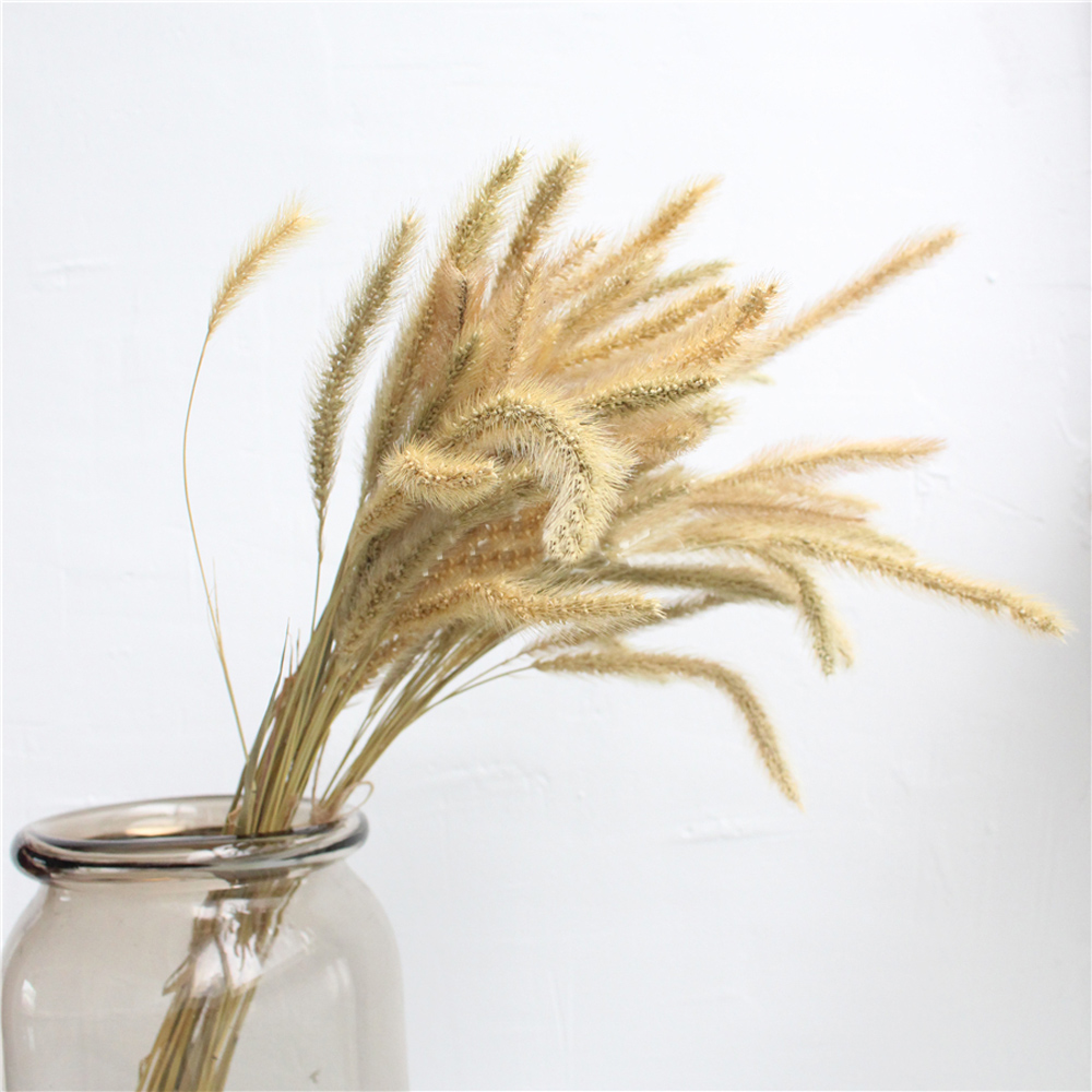 200pcs natural dried Lagurus o - Dried Flower Bunch review and price