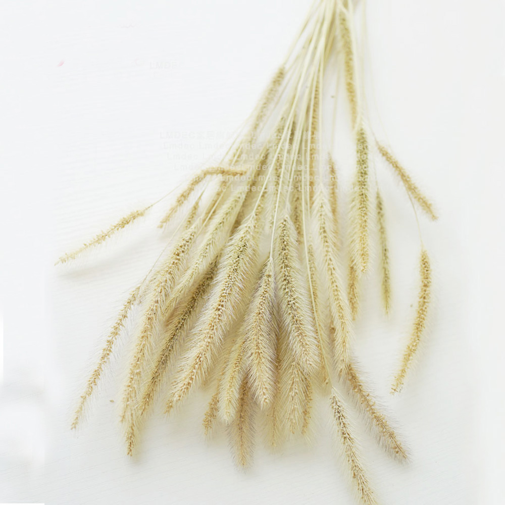 200pcs natural dried Lagurus o - Dried Flower Bunch review and price