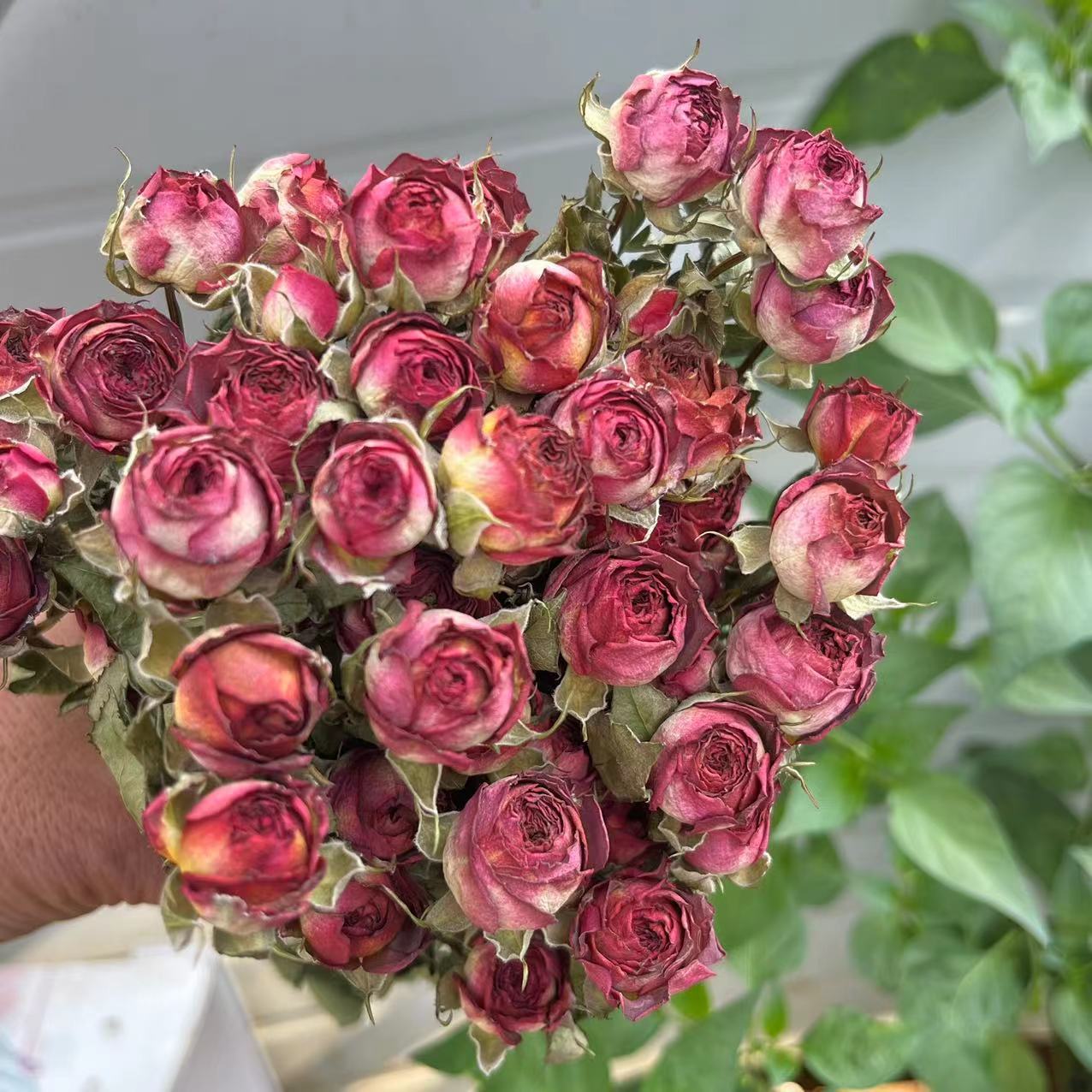 A Lot Small Rose, Decorative N - Dried Flower Bunch review and price